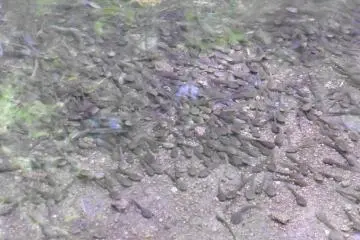 <p>Among these hundreds of tadpoles, less than ten will manage not to be eaten and actually become frogs</p>