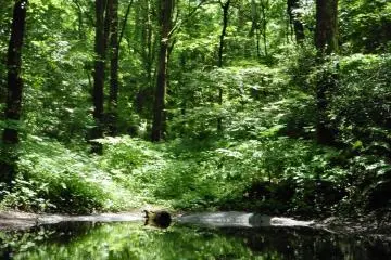 <p>The peaceful Acorn Pond in the middle of the forest</p>