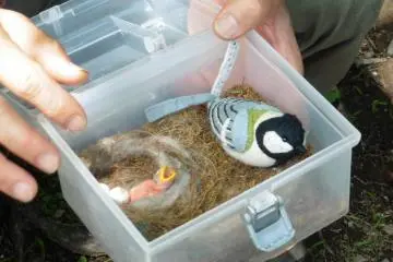 <p>Guides have learned how to make up for days visitors don't see many birds in the forest</p>
