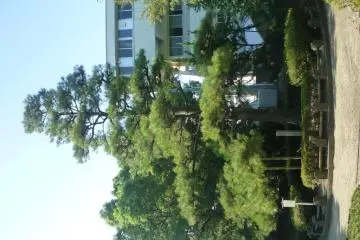 Pine tree planted by Emperor Taisho.