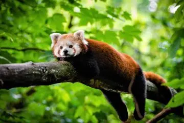 Relax like a red panda at the zoo (Photo: <a href="https://www.flickr.com/photos/mathiasappel/27740969472/" target="_blank" rel="noreferrer noopener nofollow">Mathias Appel</a> / <a href="https://creativecommons.org/licenses/by-nc/2.0/" target="_blank" rel="noreferrer noopener nofollow">CC BY-NC 2.0</a>)