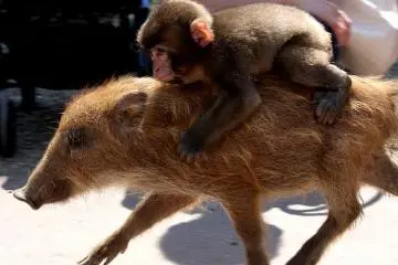 Miwa the macaque plays piggyback on Uribo the baby boar (Photo: Fukuchiyama zoo 3.JPG – <a href="http://ja.wikipedia.org/wiki/%E3%83%95%E3%82%A1%E3%82%A4%E3%83%AB:Fukuchiyama_zoo_3.JPG" target="_blank" rel="noreferrer noopener nofollow">Kansai explorer </a> / <a href="https://creativecommons.org/licenses/by-sa/3.0/deed.en" target="_blank" rel="noreferrer noopener nofollow">CC BY-SA 3.0</a>)