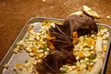 <p>ค้างค้าวกินกล้วย</p>