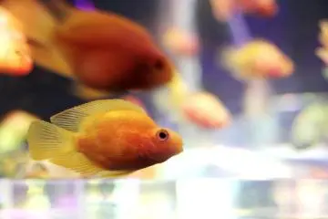 <p>Fish of the same type were usually together and they seemed to be very fast and and moved quickly, especially changing directions often in their aquarium.&nbsp;</p>