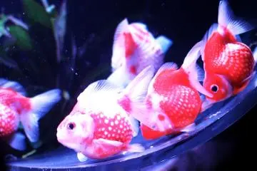 <p>Some fish were the solitary type while some bunched together and posed for photos as a group.&nbsp;</p>