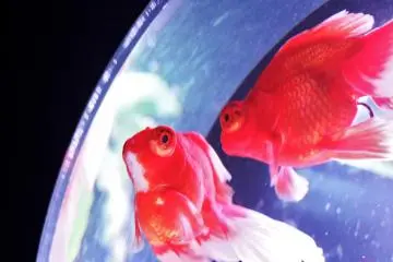 <p>It seems these two fish must be plotting something, of course it may just be the way they look.&nbsp;</p>