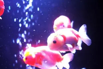 <p>Some fish look very cute and are also as curious to see us as much as we are to see them.&nbsp;</p>