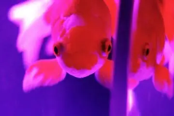 <p>The colors of the lights and the fish as well as the shape of the tank make a lot of photos seem very artistic.&nbsp;</p>