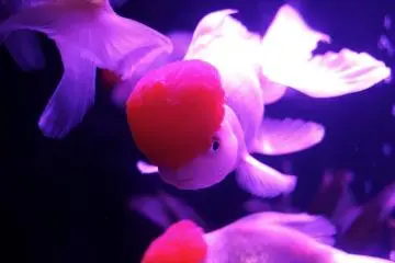 <p>This guy seemed very curious as well and it was my favorite fish at the aquarium. You can find out more about each fish if you buy the books sold at the gift shop after you exit.&nbsp;</p>