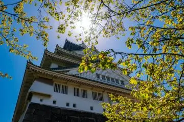 Fukuchiyama Castle with sakura cherry blossom in springtime