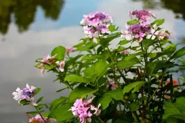 <p>ดอกไม้ริมทาง</p>