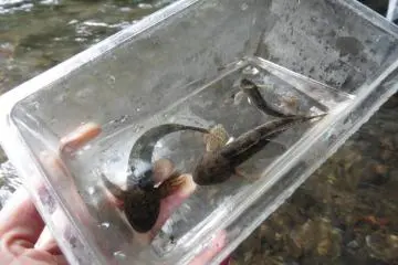 <p>That day, the group actually caught five fish!</p>