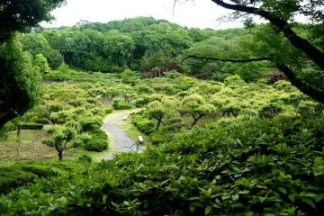 สวนพลัมที่ตั้งอยู่ใกล้กับบ้าน