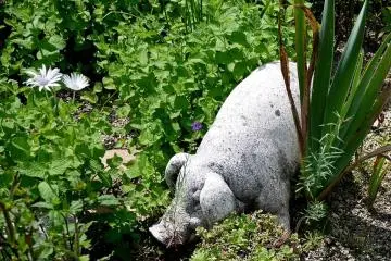 <p>This pig was one of many small statues tucked away in the borders like garden gnomes</p>
