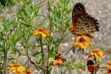 <p>Butterflies enjoy the flowers too</p>