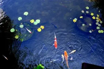 <p>Colorful koi in the lily pond</p>