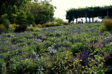 <p>My favorite area was this slope planted with blue salvia</p>