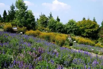<p>It was so pleasant and relaxing to wander along paths through the flowers</p>