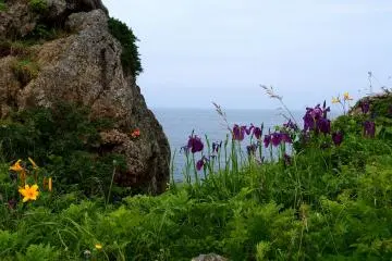 <p>Beautiful flowers and thick grass add contrast to the predominantly rocky coastline</p>