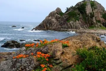<p>Flowers growing through the rocks add a dash of bright colour to the landscape</p>