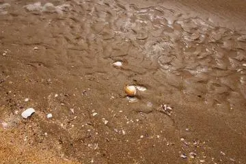 <p>Perfect shells are scattered all along the beach</p>