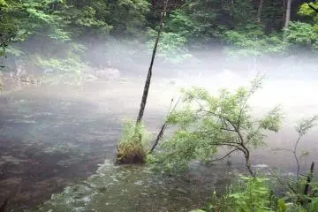 Mysterious foggy pond.