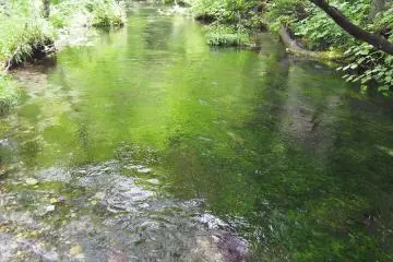 Shimizu River. Its water is 100% from a natural spring, so the river is never muddy even after a heavy rain.