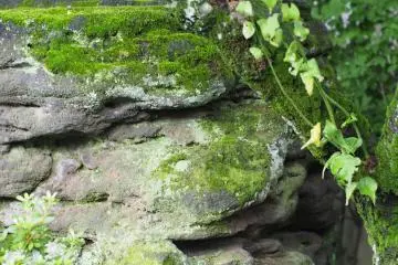 <p>The moss covered stone near the Plum tree in the temple grounds</p>