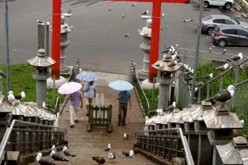อย่าลืมหยิบร่มก่อนเข้าวัด นกนางนวลเป็นเจ้าของสถานที่แห่งนี้