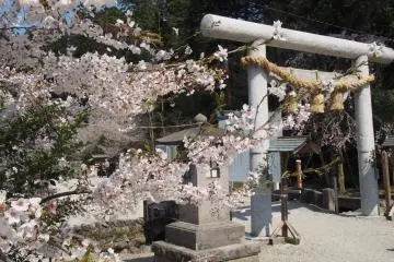 <p>Nogi Shrine in spring is beautiful, with cherry blossom everywhere</p>