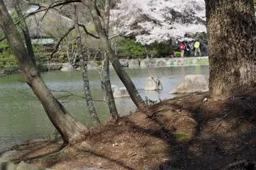 <p>Lake behind Nogi Shrine</p>
