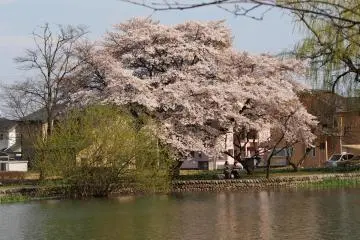 <p>Cherry tree at&nbsp;Nogi Shrine Lake</p>