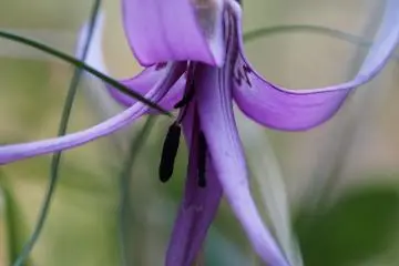 <p>Katakurri grows in the woods in spring</p>