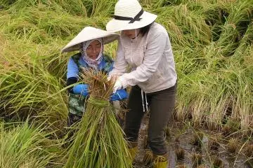 <p>Learning how to harvest rice</p>