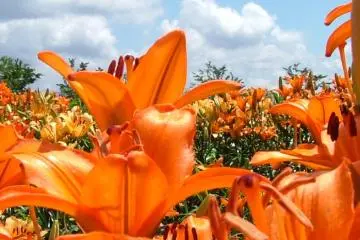 <p>A beautiful Lily garden (Donden Daira Yuri-en)</p>