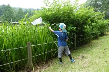 <p>La chasse aux libellules et autres insectes est une activit&eacute; tr&egrave;s&nbsp;populaire chez les enfants&nbsp;pendant l'&eacute;t&eacute;</p>