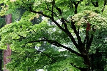 <p>Green trees envelop entire premises</p>