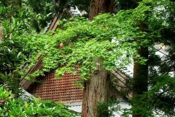 <p>Peeping at a beautiful temple roof through the trees</p>