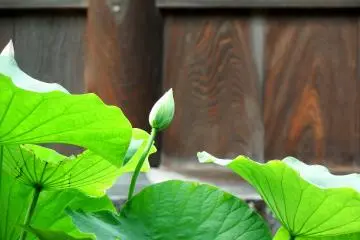 <p>Lotus flower about to bloom</p>