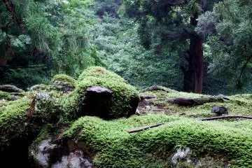 Deep in the forest