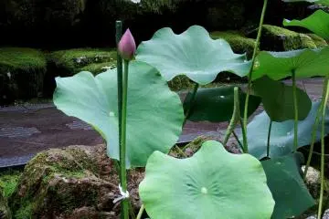 Lotus flower was about to bloom along the walkway