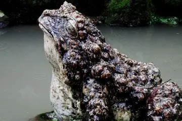 A statue of a frog looking up at the statue of Goddess of Mercy in a pond