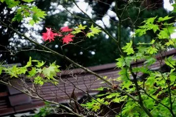 Red leaves in summer...this place must be beautiful in autumn