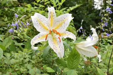 <p>Enjoy the sweet fragrance of Trumpet Lilies, fully blooming in July</p>