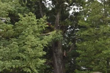 <p>A roughly 500 year old Japanese cedar&nbsp;tree in the park</p>