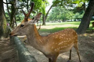 <p>Wild deer that you will encounter</p>