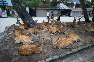 <p>Just taking a rest and lazing around</p>