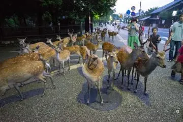 <p>As evening falls, a group of deer will start moving in a pack deeper into the park</p>
