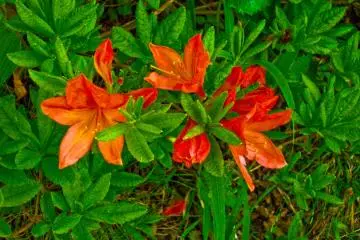 <p>Some of many beautifully colored flowers along the way</p>