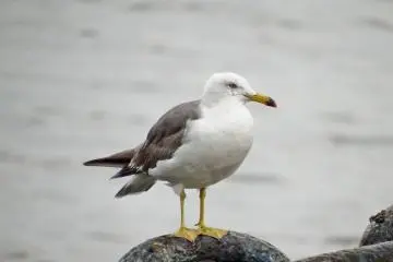 A seagull&nbsp;waiting patiently on one of the chains attached to the 'Hikawamaru'